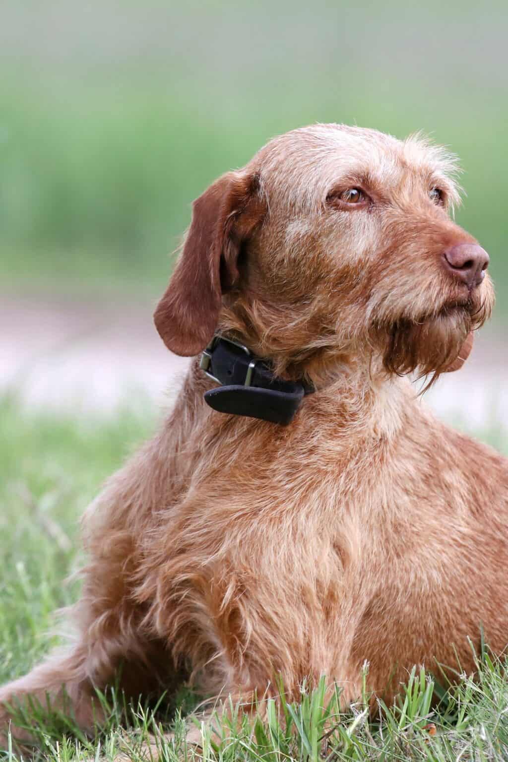 16 Intriguing Facts About Vizslas [A MustRead For Every Vizsla Lover