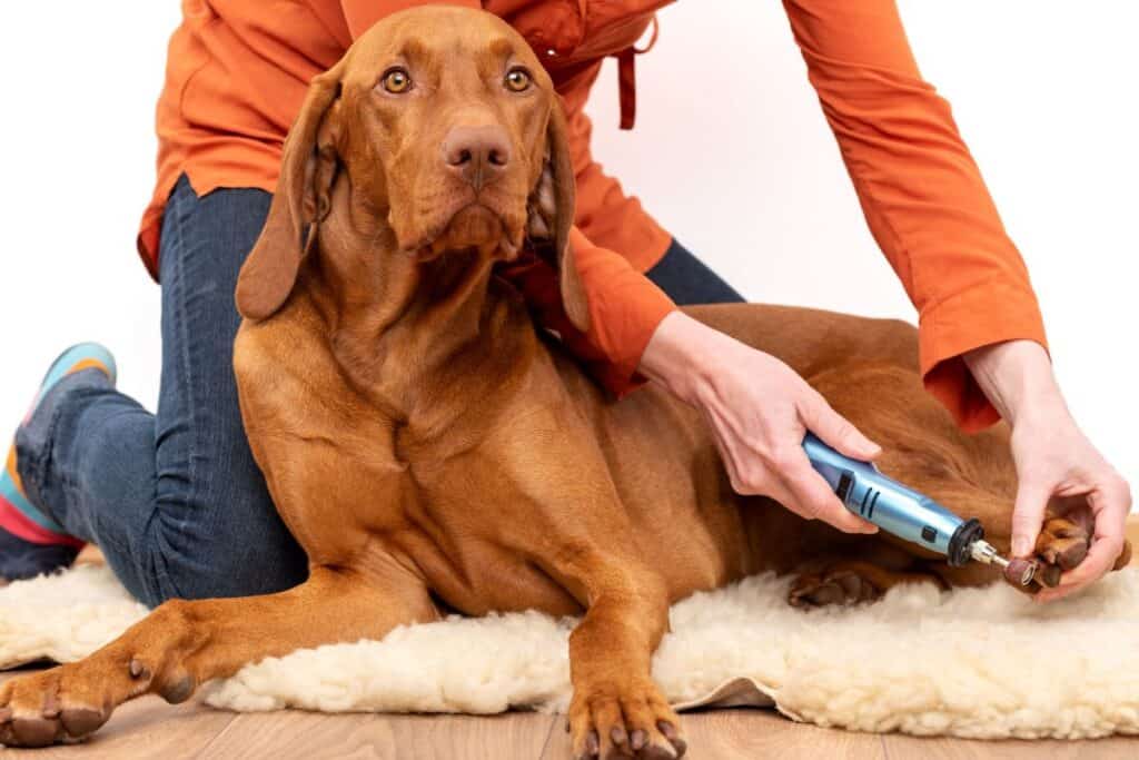 Vizsla Lingo 101 Decoding Vizsla Dog Terminology It's A Vizsla