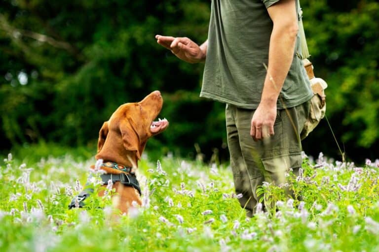 Vizsla Lingo 101 Decoding Vizsla Dog Terminology It's A Vizsla