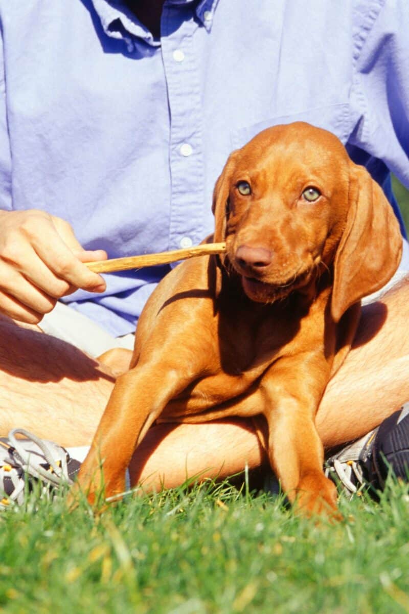 How Much Does A Vizsla Cost? [2024 Price Guide] It's A Vizsla