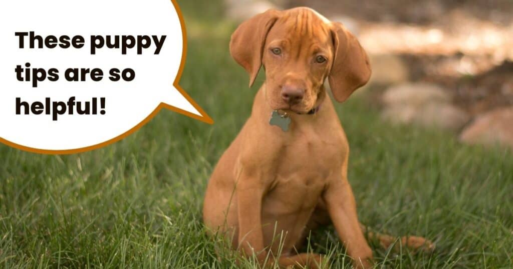 Getting started training vizsla puppies It's A Vizsla