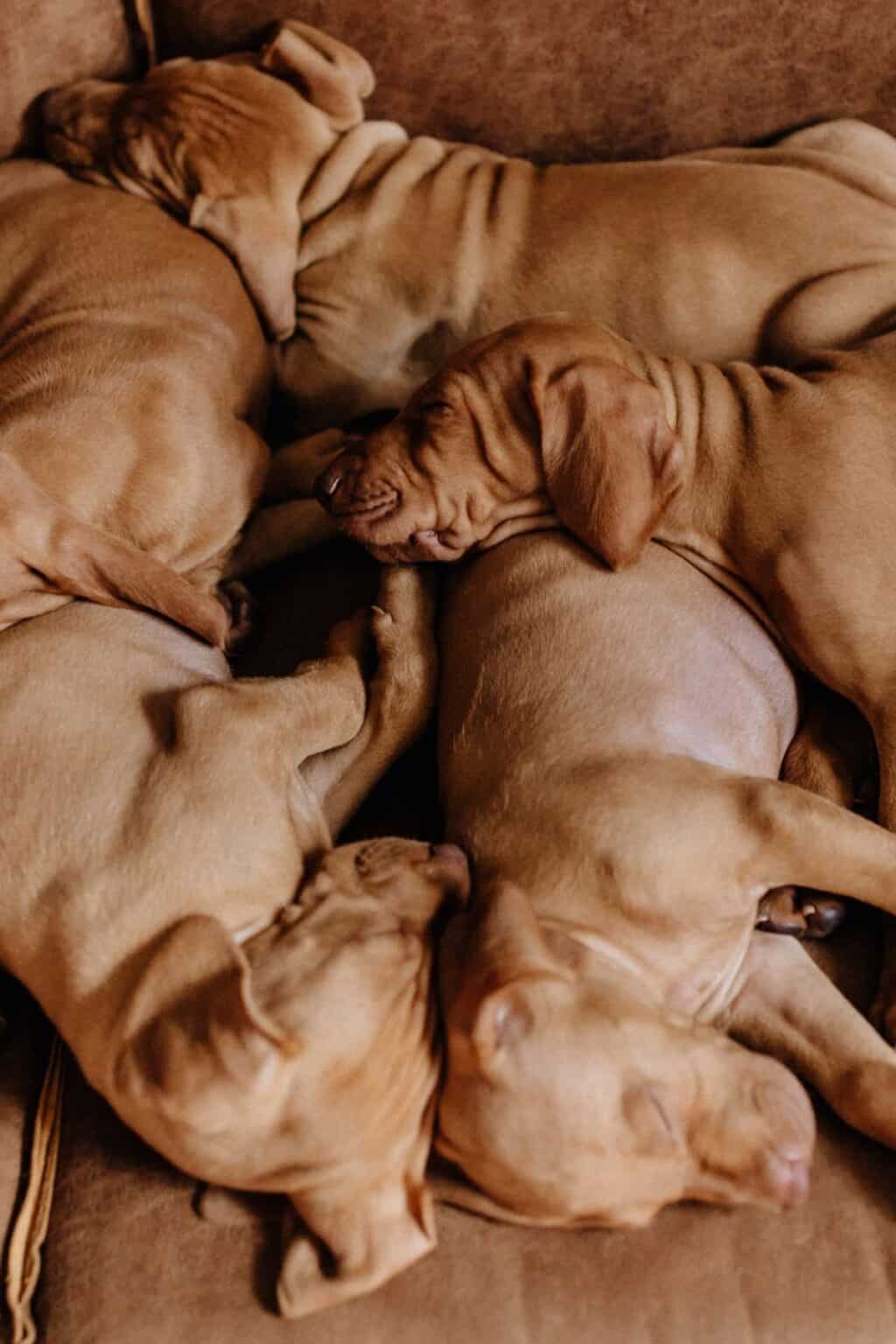 How Much Does A Vizsla Cost? [2024 Price Guide] It's A Vizsla