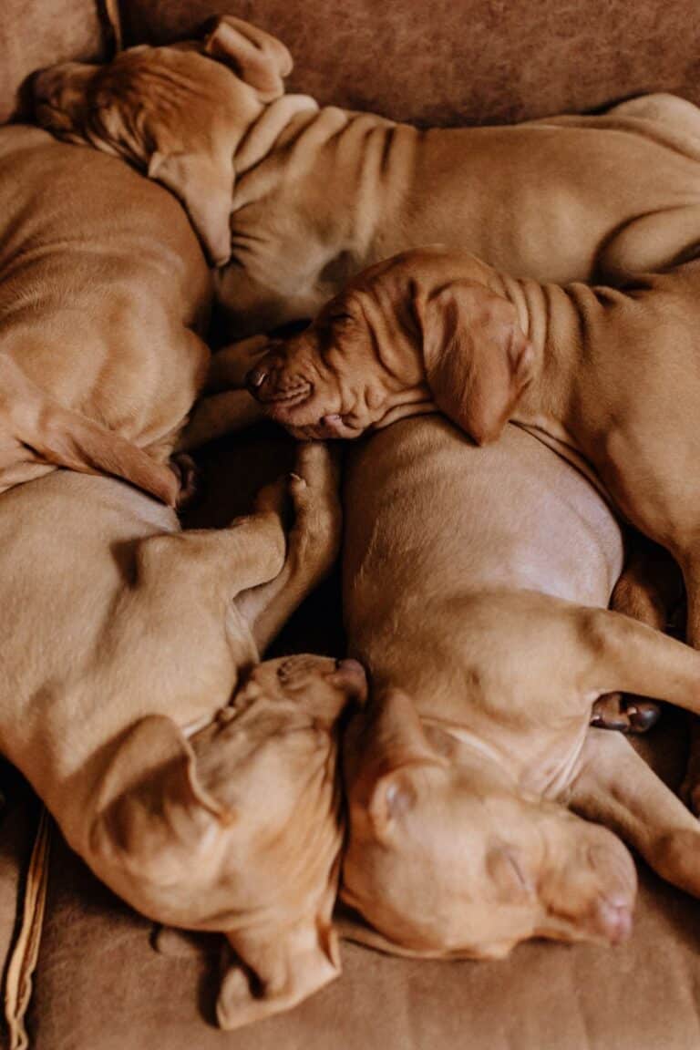 How Much Does A Vizsla Cost? [2024 Price Guide] It's A Vizsla