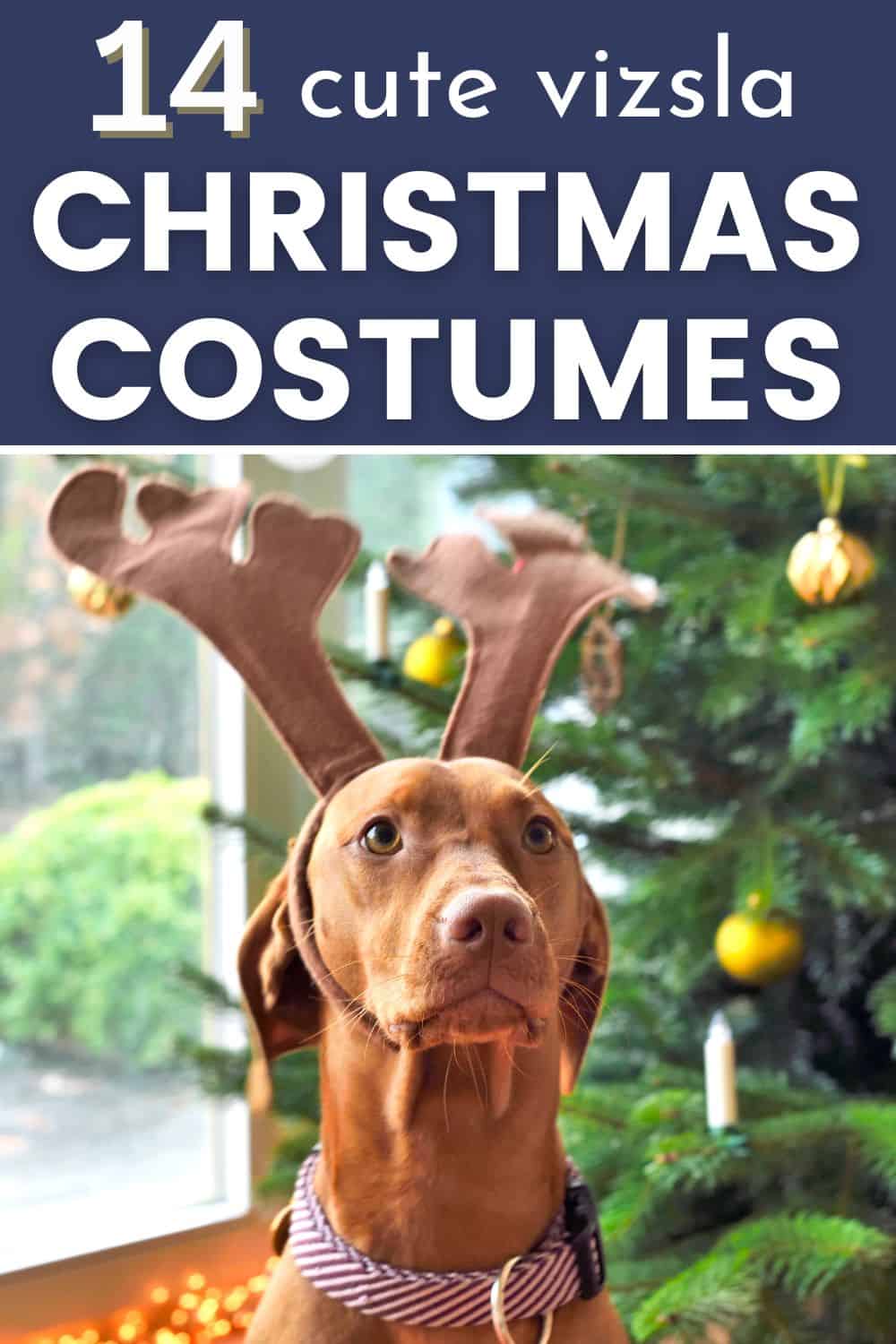 14 Of The Best Christmas Dog Costumes For Vizslas It's A Vizsla