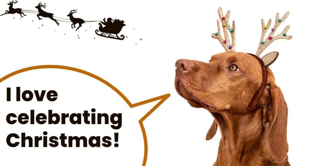 14+ Wagtastic Ways To Celebrate Christmas With Your Vizsla It's A Vizsla