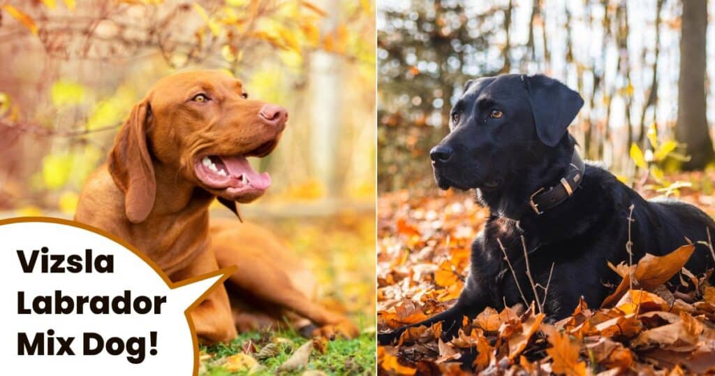 The Vizsla Lab Mix Meet The Vizslador! It's A Vizsla