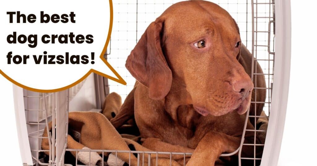The Best Crate For Vizsla Dogs [Reviewed] It's A Vizsla