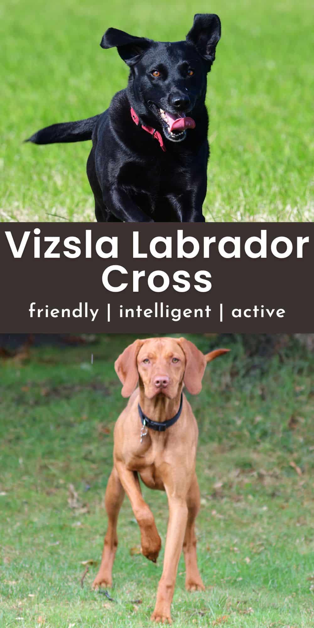The Vizsla Lab Mix Meet The Vizslador! It's A Vizsla