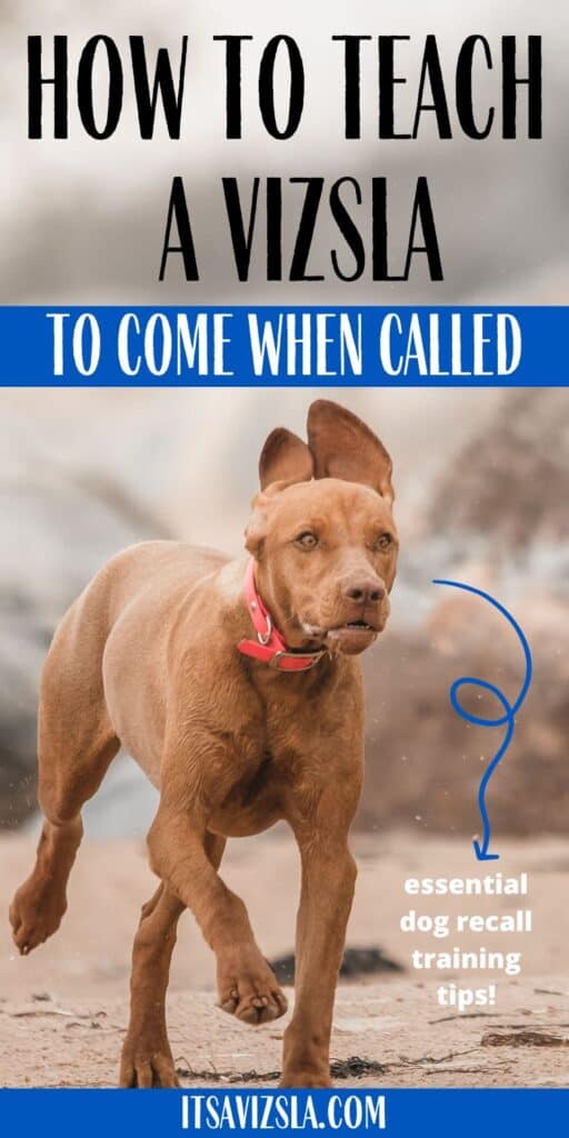 Mastering Vizsla Recall Training: A Step By Step Guide To Success | It ...