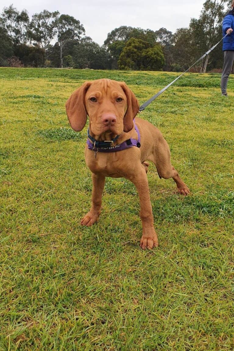 Mastering Vizsla Recall Training A Step By Step Guide To Success It